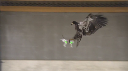 Politie onderzoekt het uitschakelen van drones met roofvogels